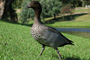 Fake Duck