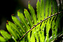 Fern