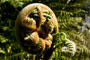 Fern