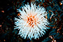 Fire Flower