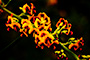 Flame Flower