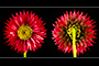 Flower Diptych