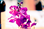 Flower Power