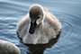 Fluffy Cygnet