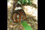 Flutterby