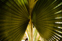 Flytrap