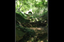 Forest Staircase