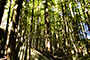 Can't see the forest for the trees