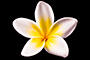 Frangipani