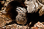 Frogmouth