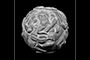 Ganesh Ball