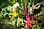 Granny's Rhubarb