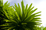Grass Tree