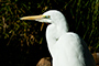Great Egret (non-breeding)