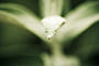 Green Tip