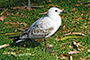 Gull