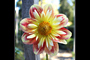 H's Flower