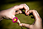 H Hearts Pink Flower