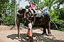 Heffalump