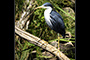 Heron