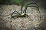 Huge Fuckoff Spider