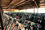 I want to ride my bicycle