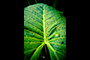 Jesus Plant