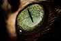 Josieye