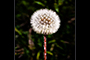Just Dandy