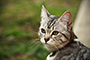 Kitty