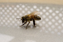 Kristmas Bee
