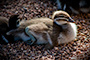 Lil' Duckie