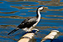Little Pied Cormorant