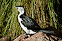 Little Pied Cormorant 2