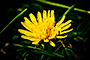 Little Yellow Flower