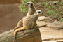 Lookout