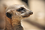 Meerkat