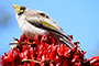 Noisy Miner