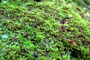 Moss