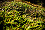 Mossy