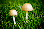 Mushies
