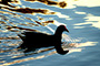 Nessie