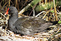 Nesting
