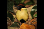 Noisy Pitta
