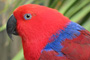 Parrot King