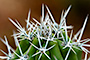 Pin Cushion