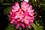 Pinked