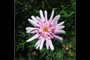 Pink Flower