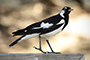 Piping Shrike