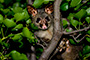 Playing Possum